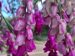 Polygala virgata var. virgata stalked flowers drooping
